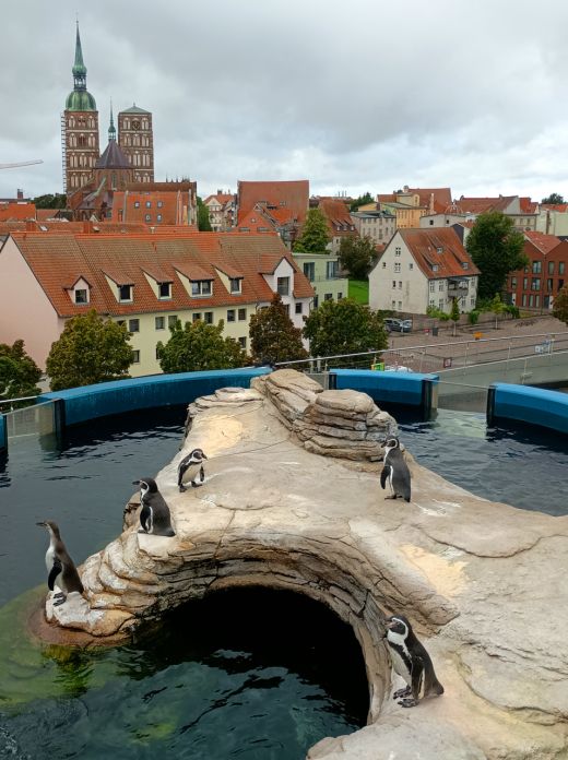 Blick in die Stadt vom Ozeaneum aus